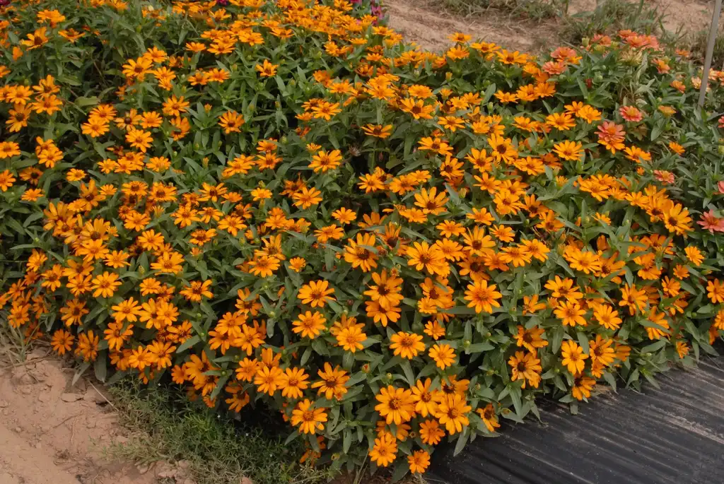 Photo of Zinnia marylandica - 'Zahara Sunburst' Flower Form:Jim Robbins
