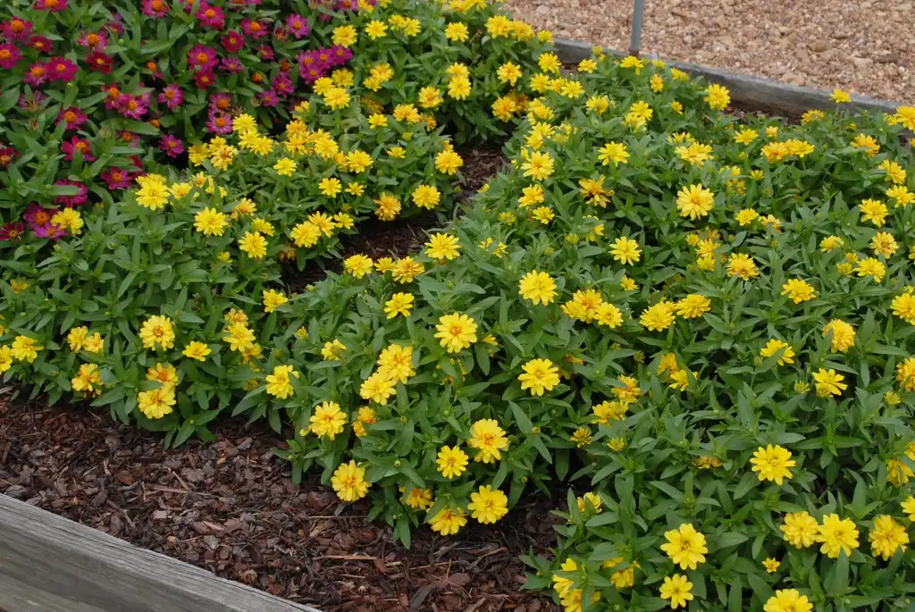 Photo of Zinnia marylandica - 'Profusion Double Yellow' Flower Form:Jim Robbins