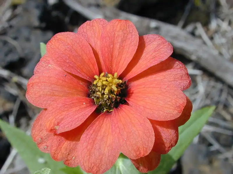 Фото Zinnia peruviana (Zinnia peruvianas)
