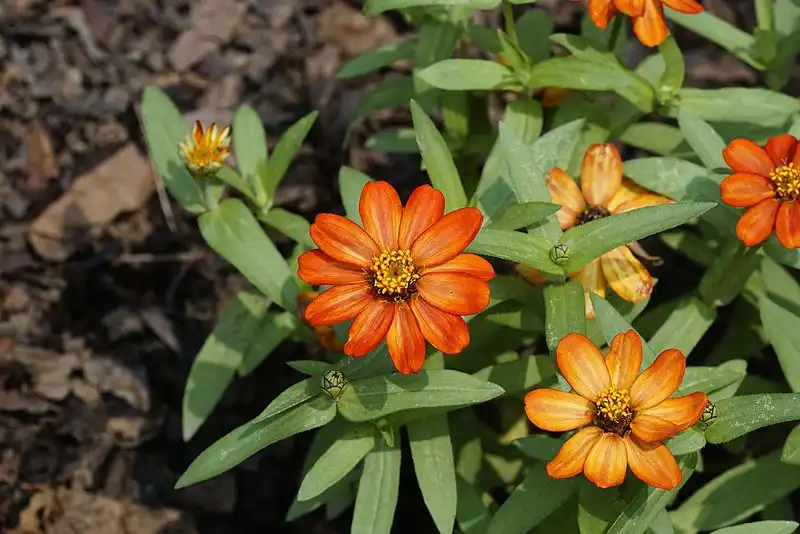 Фото Zinnia peruviana (Zinnia peruvianas)