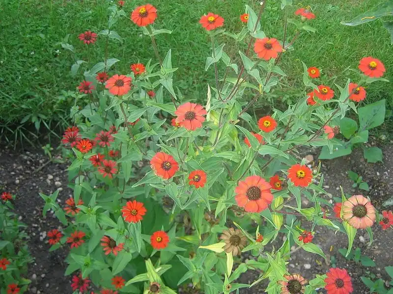 Фото Zinnia peruviana - Form:Urban