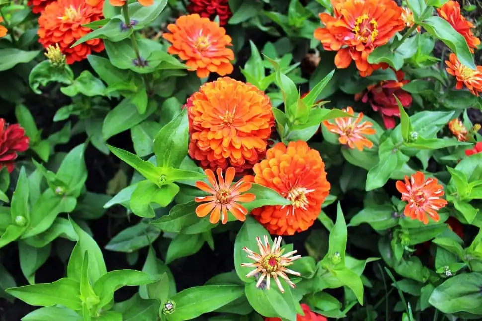 Фото Zinnia (Zinnias)