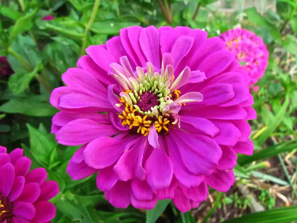 Фото Zinnia (Zinnias)
