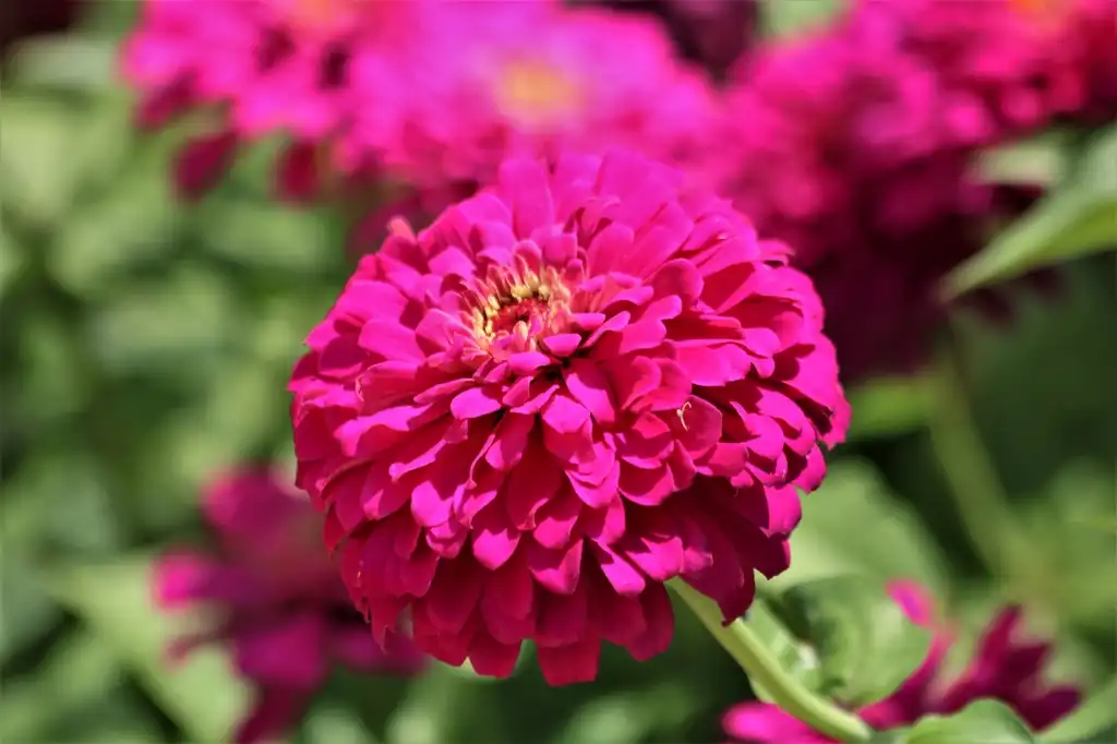 Фото Zinnia - Double flower:Sheila Brown