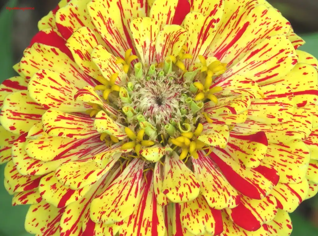 Фото Zinnia - Variegated flower:patricia pierce