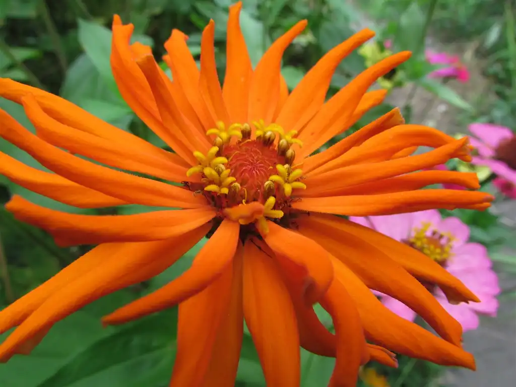 Фото Zinnia - Flowers:Audrey