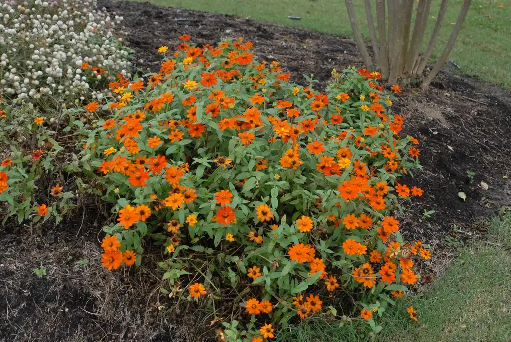 Фото Zinnia - 'Zahara Fire' Flower Form:Jim Robbins