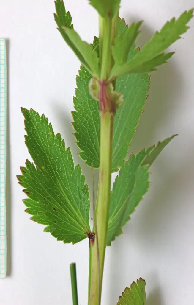 Photo of Zizia aptera - Stem and leaves:Andrey Zharkikh