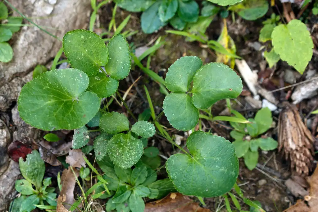 Photo of Zizia aptera - Habitat:Tom Potterfield