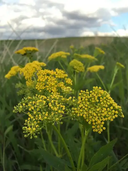 Photo of Zizia aurea (Zizia aureas)