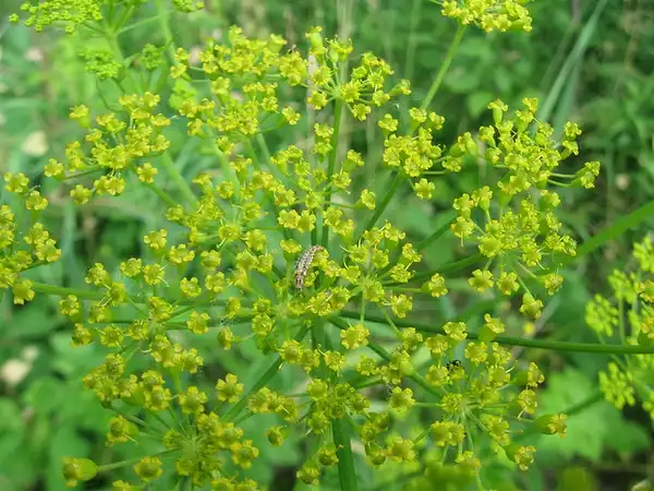 Photo of Zizia aurea - Flowers:benet2006