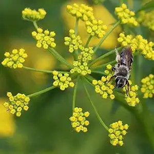 Photo of Zizia aurea - Bloom detail:Debbie Roos