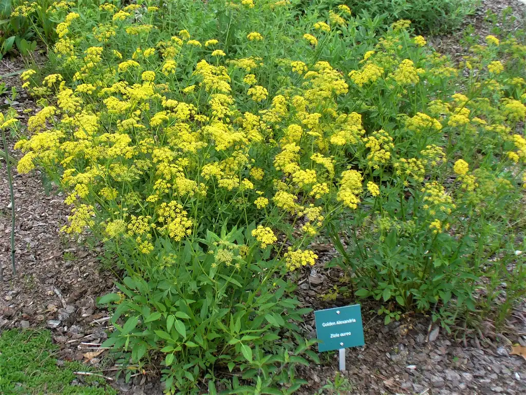 Photo of Zizia aurea - Form in the spring in Moore County:Susan Strine