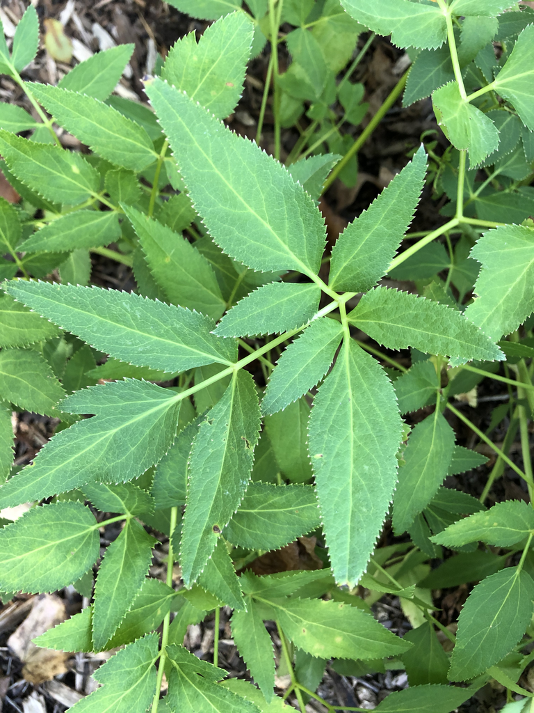 Photo of Zizia aurea - Leaf Margin (Durham County,NC)-Summer:Andrea Laine