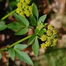 Photo of Zizia trifoliata (Zizia trifoliatas)
