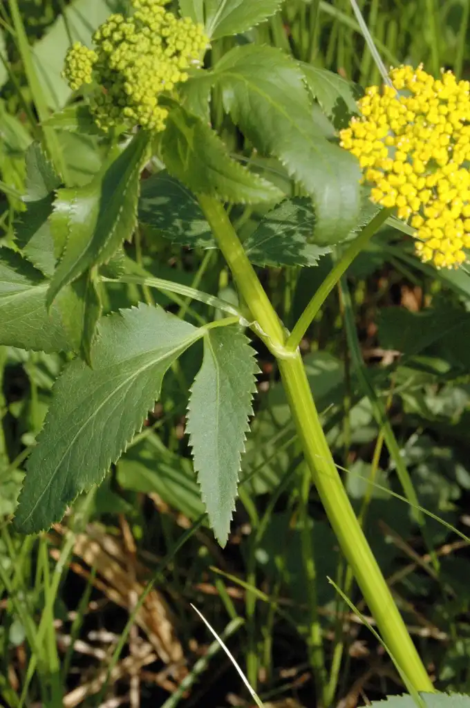 Photo of Zizia trifoliata (Zizia trifoliatas)