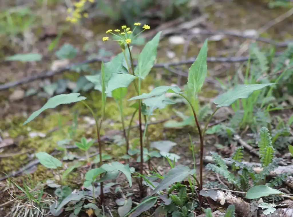 Photo of Zizia trifoliata - Form:Jon D. Anderson