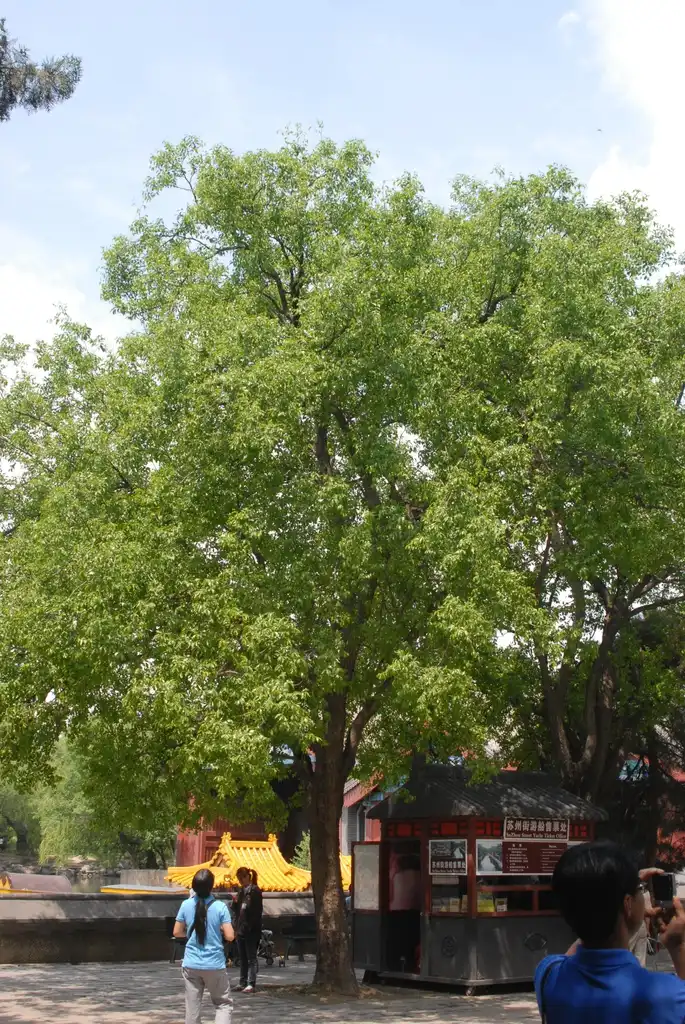 Photo of Ziziphus jujuba (Ziziphus jujubas)