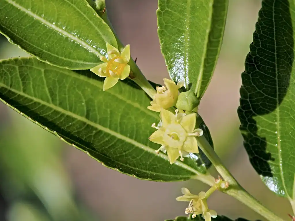 Photo of Ziziphus jujuba (Ziziphus jujubas)