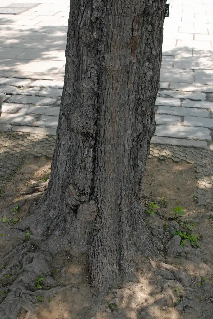 Photo of Ziziphus jujuba - Bark:Jim Robbins