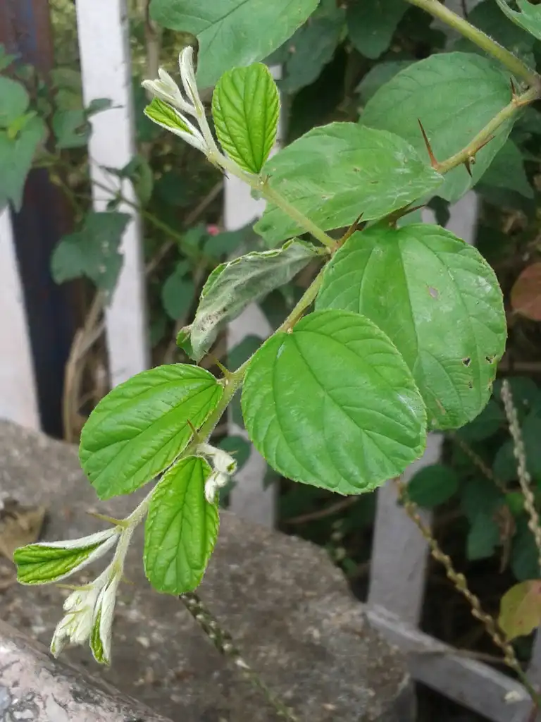 Photo of Ziziphus jujuba - Leaves:Adityamadhav83