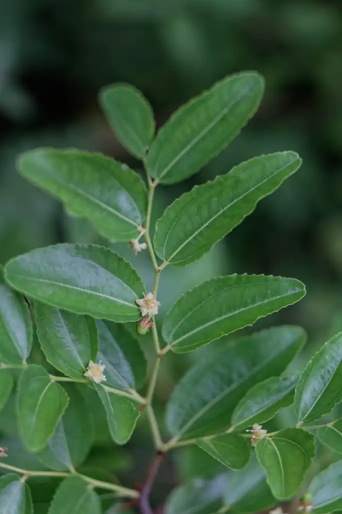 Photo of Ziziphus jujuba - Leaf arrangement:Daniel VILLAFRUELA