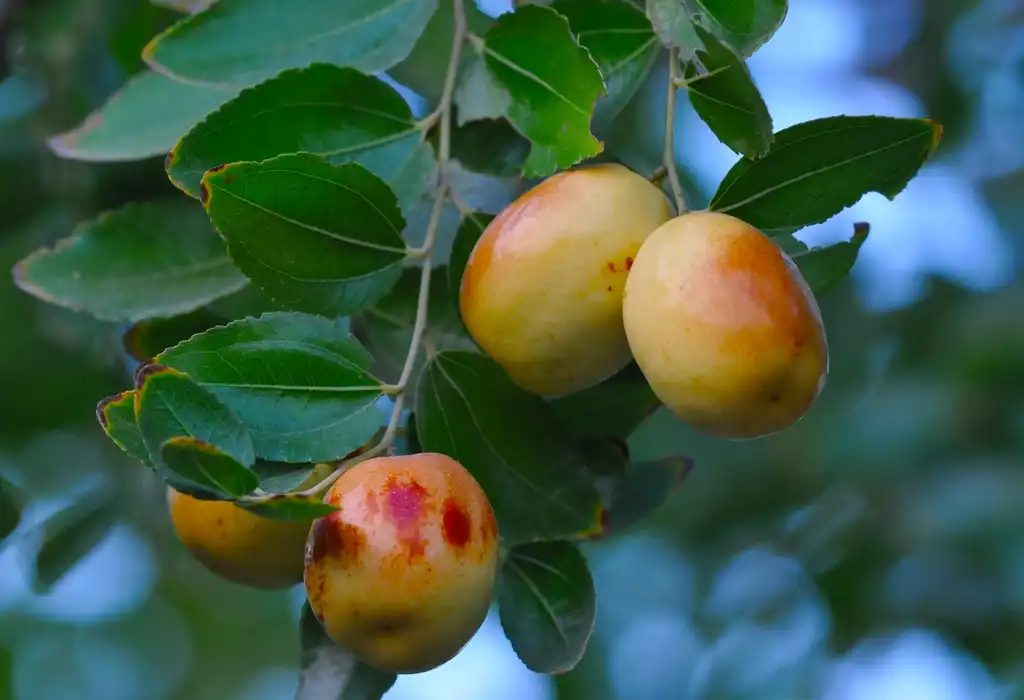 Photo of Ziziphus jujuba - Immature fruits:Zeynel Cebeci