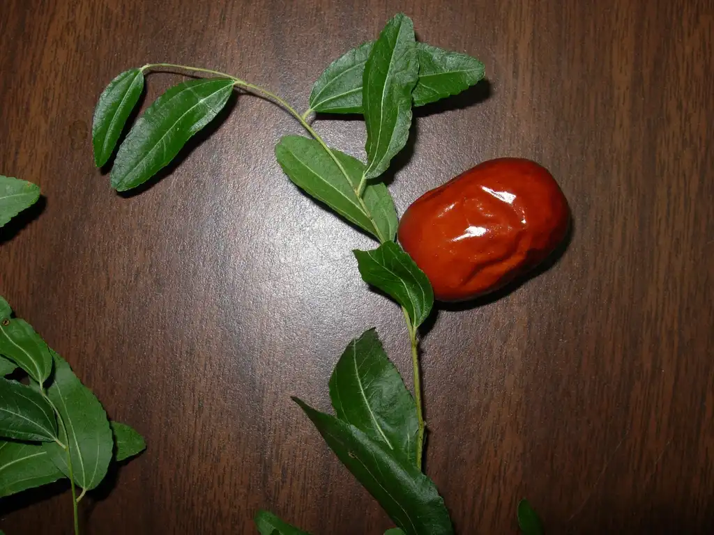 Photo of Ziziphus jujuba - Fruit and Leaves:Jim Robbins